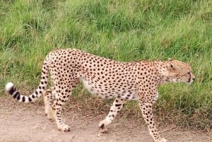 Tsavo East National Park: 2-Day Tour from Mombasa