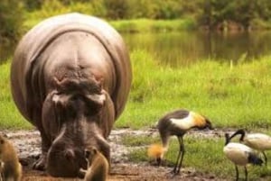Tsavo East National Park : 2 Day Tour From Mombasa