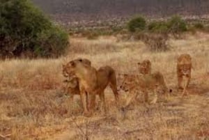 Tsavo East National Park : 2 Day Tour From Mombasa