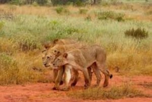 Tsavo East National Park : 2 Day Tour From Mombasa