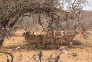 Tsavo East National Park : 2 Day Tour From Mombasa