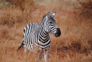 Tsavo East National Park : 2 Day Tour From Mombasa