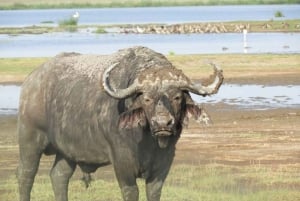 Tsavo East National Park : 2 Day Tour From Mombasa