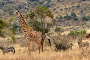 Tsavo East National Park : 2 Day Tour From Mombasa