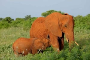 Tsavo East National Park : 2 Day Tour From Mombasa