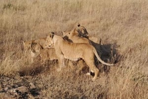 Tsavo East National Park : 2 Day Tour From Mombasa