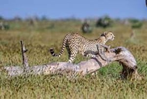 Tsavo East National Park : 2 Day Tour From Mombasa
