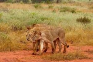 Tsavo East National Park : 2 Day Tour From Mombasa