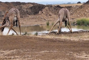 Parque Nacional Tsavo East: excursão de 2 dias saindo de Mombasa