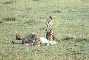 Parque Nacional Tsavo East: excursão de 2 dias saindo de Mombasa