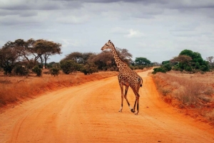 Parque Nacional Tsavo East: excursão de 2 dias saindo de Mombasa
