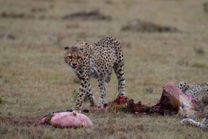 Parque Nacional Tsavo East: excursão de 2 dias saindo de Mombasa