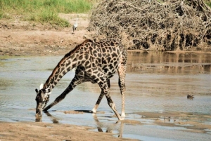 Parque Nacional Tsavo East: excursão de 2 dias saindo de Mombasa