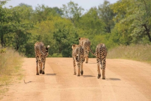 Parque Nacional Tsavo East: excursão de 2 dias saindo de Mombasa
