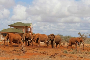 Parque Nacional Tsavo East: excursão de 2 dias saindo de Mombasa