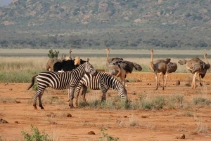 Parque Nacional Tsavo East: excursão de 2 dias saindo de Mombasa