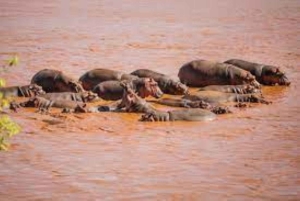 Parque Nacional Tsavo East: excursão de 2 dias saindo de Mombasa