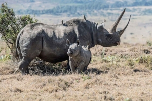Parque Nacional Tsavo East: excursão de 2 dias saindo de Mombasa