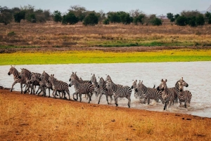 Parque Nacional Tsavo East: excursão de 2 dias saindo de Mombasa