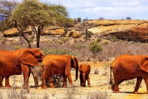 Parque Nacional Tsavo East: excursão de 2 dias saindo de Mombasa