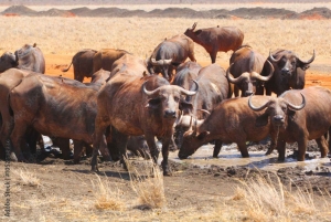 Parque Nacional Tsavo East: excursão de 2 dias saindo de Mombasa