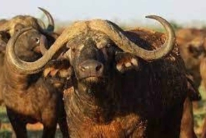 Parque Nacional Tsavo East: excursão de 2 dias saindo de Mombasa