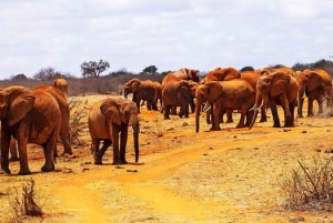 Parque Nacional Tsavo East: excursão de 2 dias saindo de Mombasa