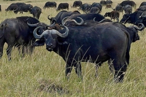 Parque Nacional Tsavo East: excursão de 2 dias saindo de Mombasa
