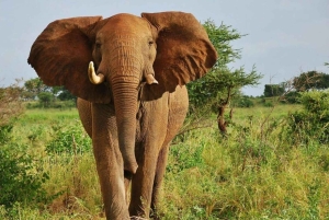 Parque Nacional Tsavo East: excursão de 2 dias saindo de Mombasa