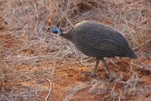 Parque Nacional Tsavo East: excursão de 2 dias saindo de Mombasa