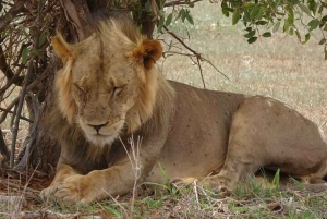 Parque Nacional Tsavo East: excursão de 2 dias saindo de Mombasa