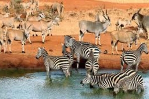 Parque Nacional Tsavo East: excursão de 2 dias saindo de Mombasa