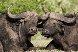 Parque Nacional Tsavo East: excursão de 2 dias saindo de Mombasa