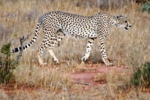 Parque Nacional Tsavo East: excursão de 2 dias saindo de Mombasa