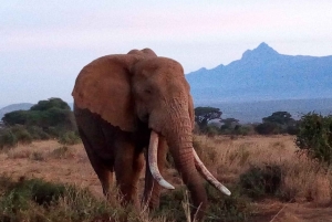 Tsavo East nasjonalpark: 2-dagers tur fra Mombasa