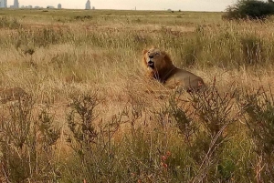 Tsavo East nasjonalpark: 2-dagers tur fra Mombasa