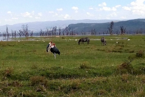 Tsavo East nasjonalpark: 2-dagers tur fra Mombasa