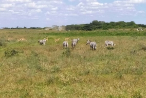 Tsavo East nasjonalpark: 2-dagers tur fra Mombasa