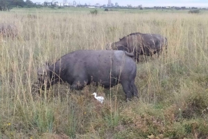 Tsavo East nasjonalpark: 2-dagers tur fra Mombasa