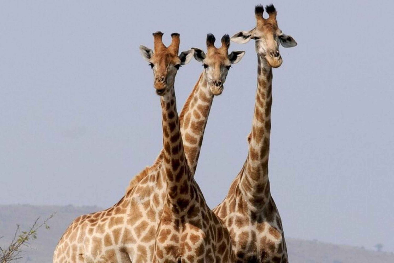 Dagstur till Tsavo East National Park från Mombasa