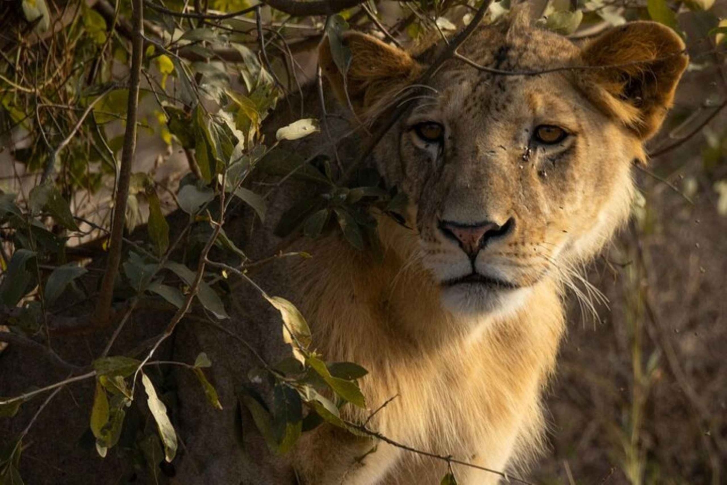 Tsavo-Ost-Nationalpark-Tagestour ab Mombasa