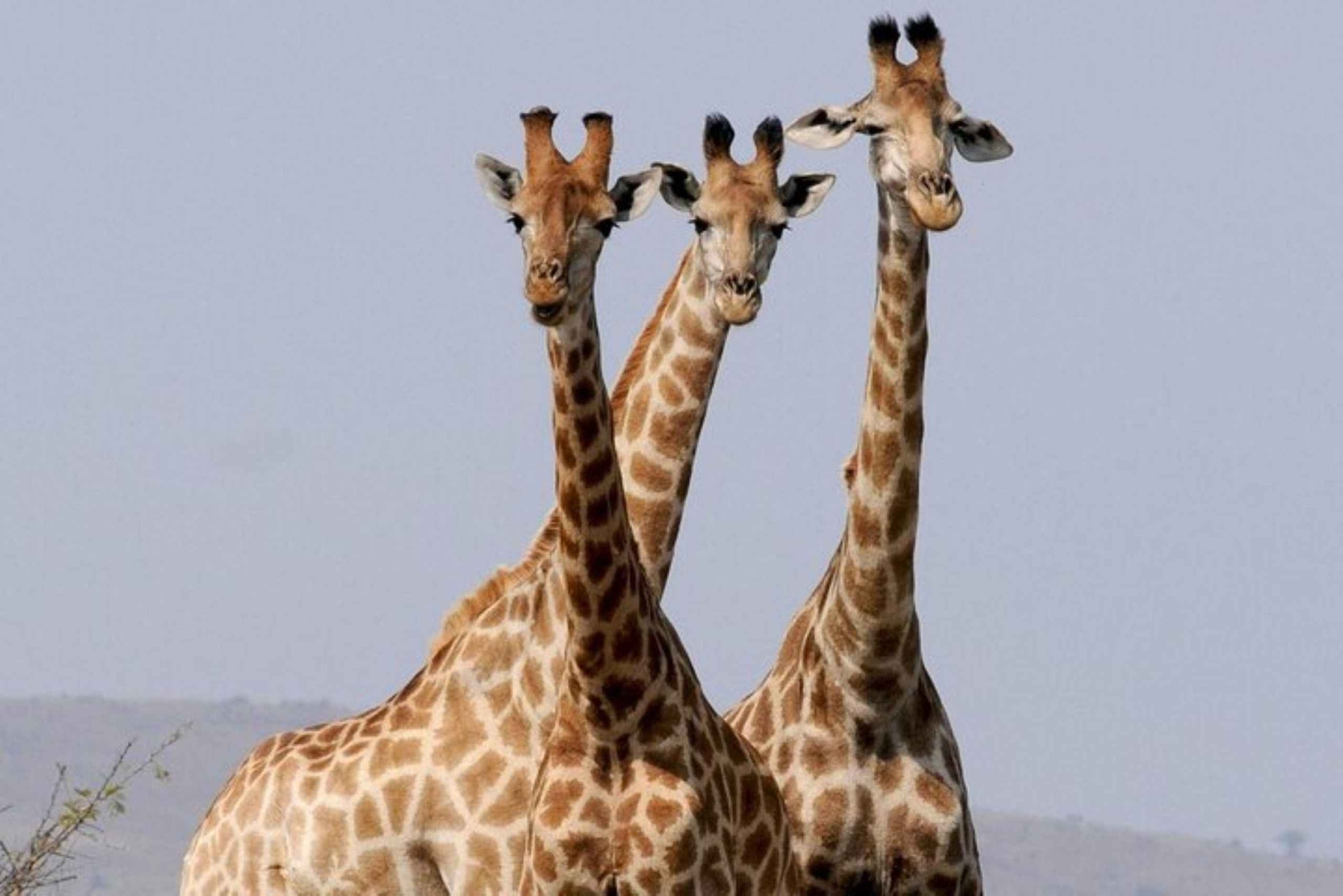 Tsavo-Ost-Nationalpark-Tagestour ab Mombasa