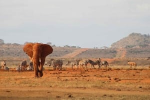 Dagstur till Tsavo East National Park från Mombasa