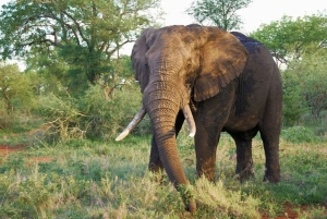 Tsavo-Ost-Nationalpark-Tagestour ab Mombasa