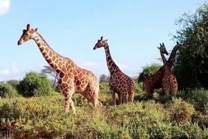 Viagem de um dia ao Parque Nacional Tsavo East saindo de Mombasa