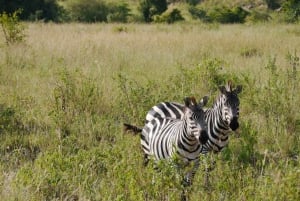 Tsavo Eastin kansallispuiston päiväretki Mombasasta käsin