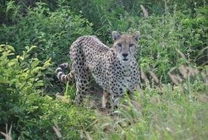Parc national de Tsavo East : Safari avec nuitée depuis Mombasa