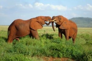 Nationaal park Tsavo East: safari met overnachting vanuit Mombasa