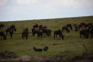 Tour Esploratore dello Tsavo