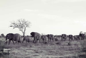 Tsavo Express 3 dias/2 noites (conforto)